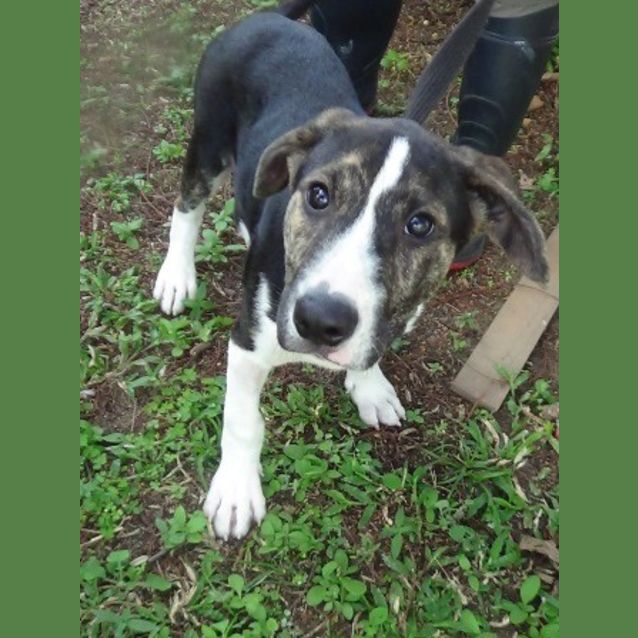 Photo of Comet