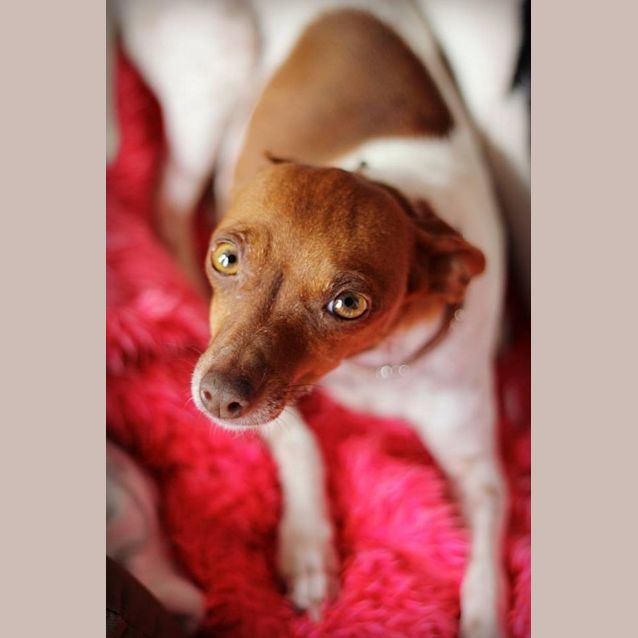 Photo of Lilly 