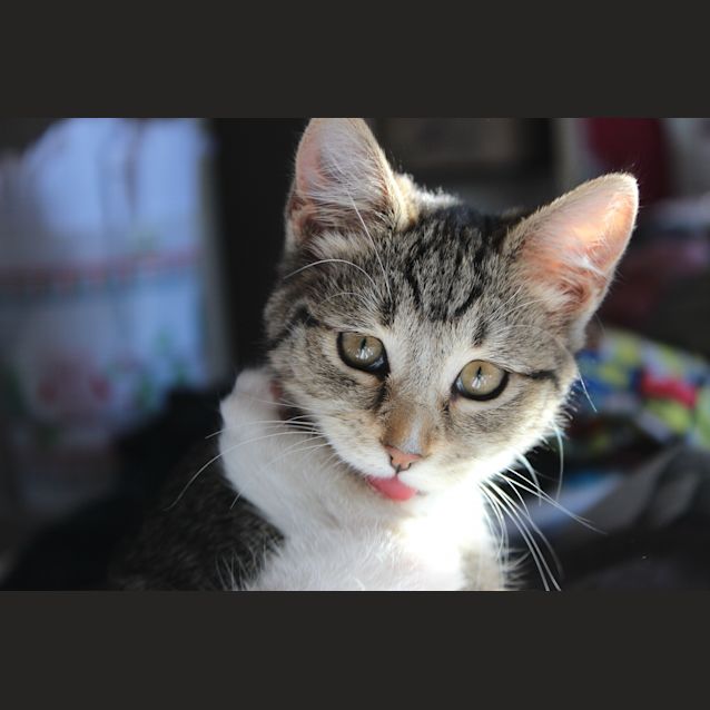 Photo of Stitch