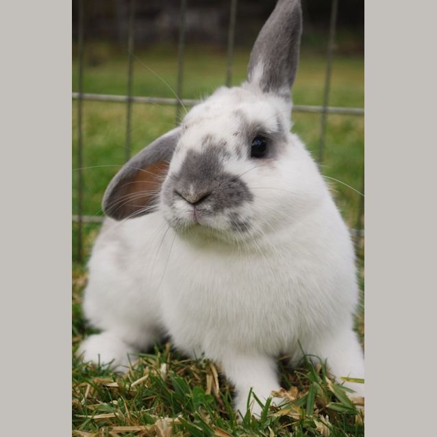 Photo of Orlando Bun