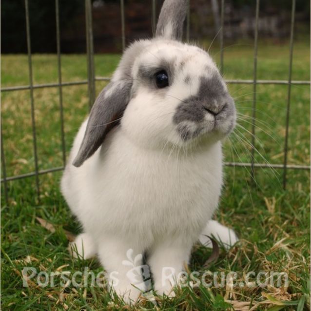 Photo of Orlando Bun