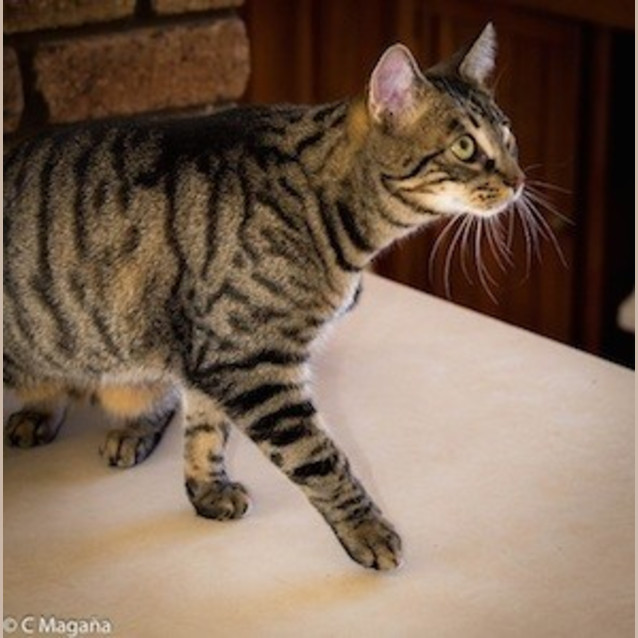 Photo of Mischief (Ec0003)