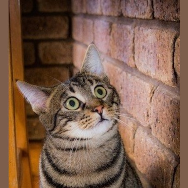 Photo of Mischief (Ec0003)