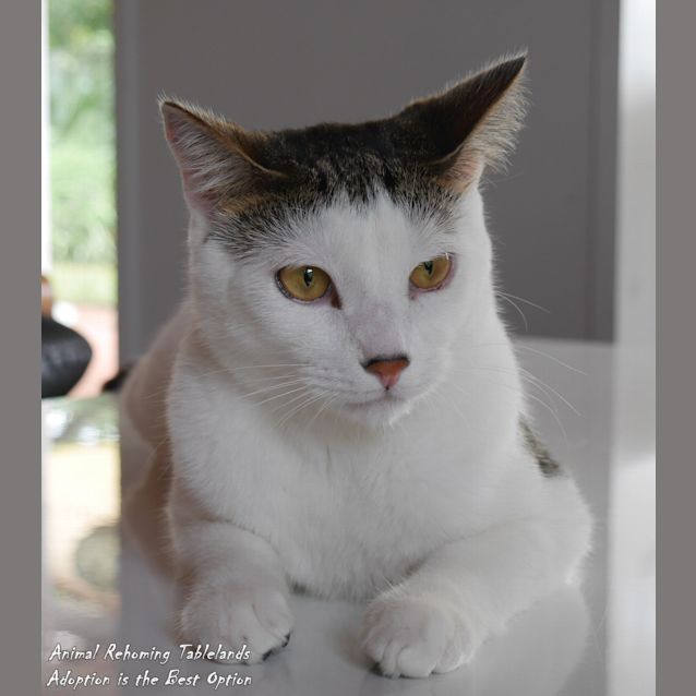 Photo of Puss Puss
