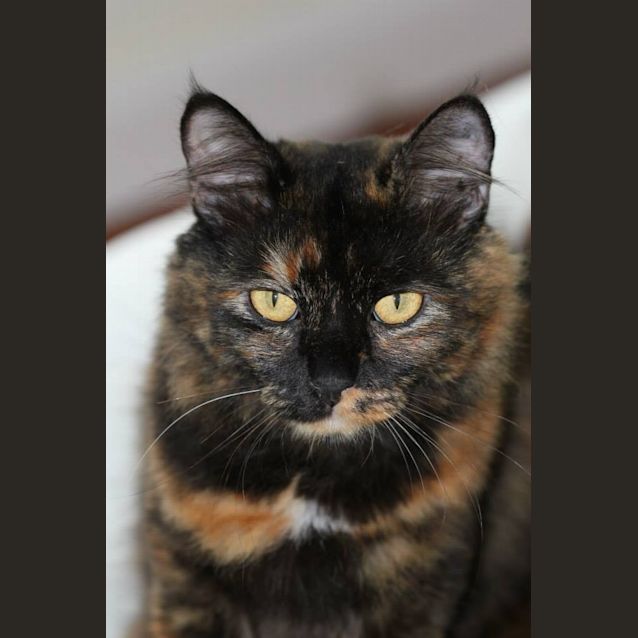 Photo of Annabelle