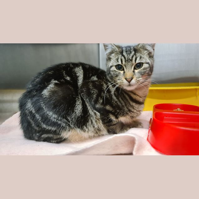 Photo of Elton (Adoption Pending)