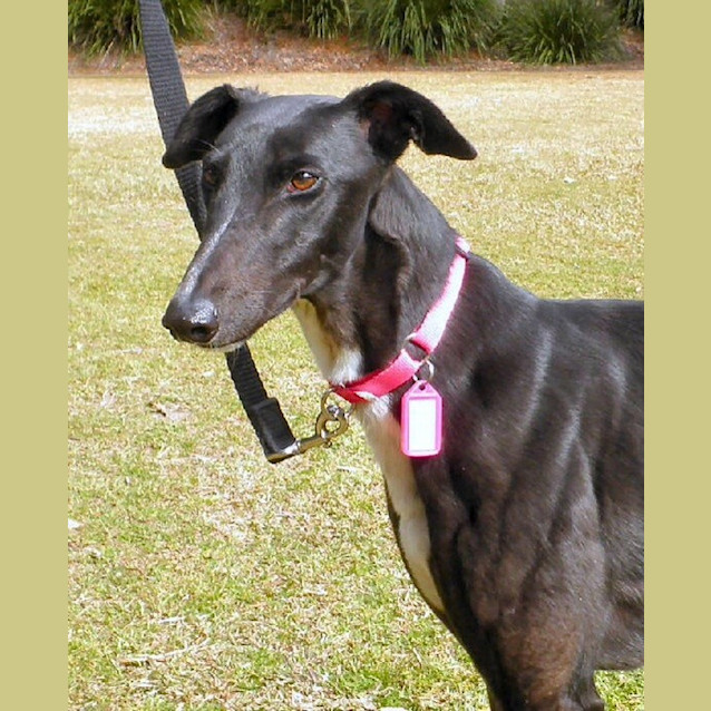 Photo of Rose   Checking Out My New Home