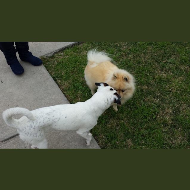 Photo of Trixie