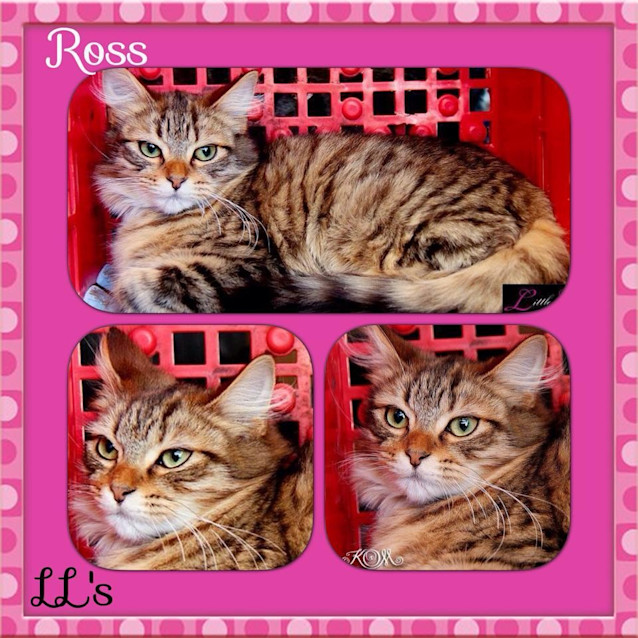Photo of Ross