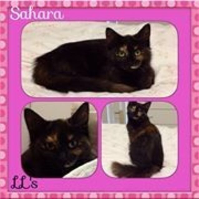 Photo of Sahara