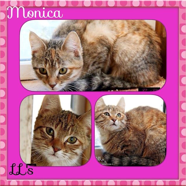 Photo of Monica