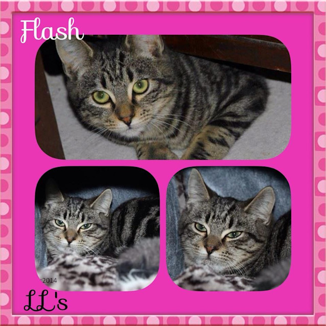 Photo of Flash