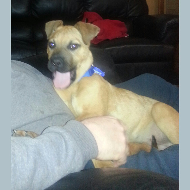 Photo of Muscles ~ Puppy (On Trial 21/8/14)