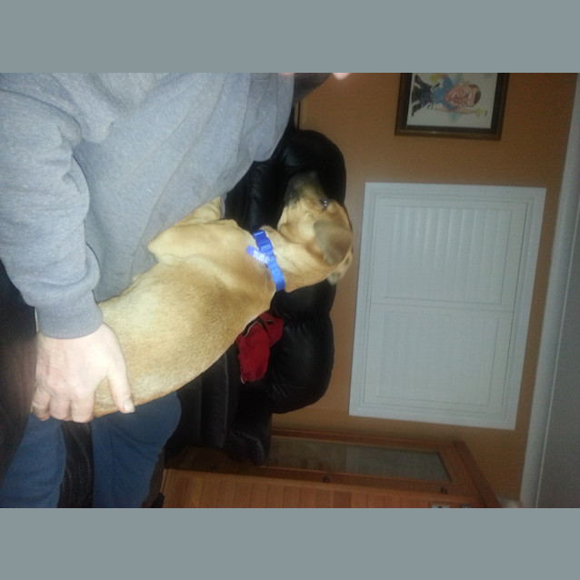 Photo of Muscles ~ Puppy (On Trial 21/8/14)