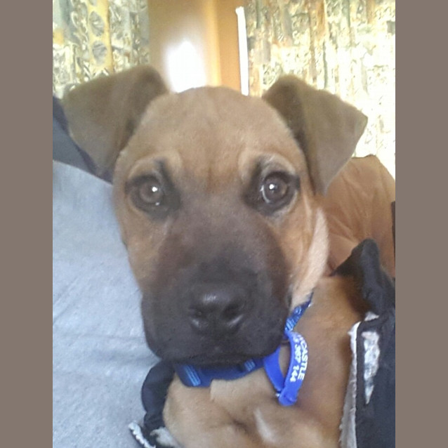 Photo of Muscles ~ Puppy (On Trial 21/8/14)