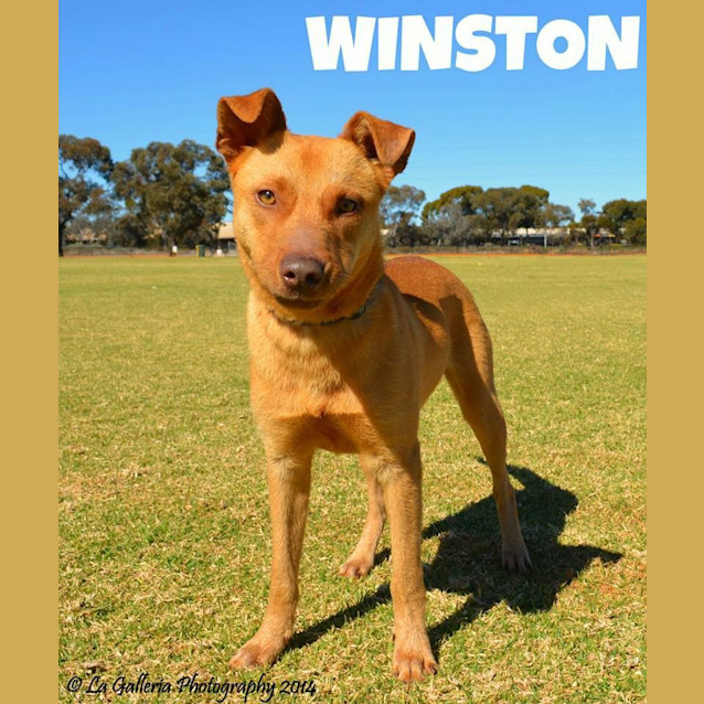 Photo of Winston Rocket