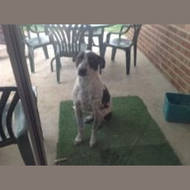 Photo of Spike   ***Assisted Rehoming***  