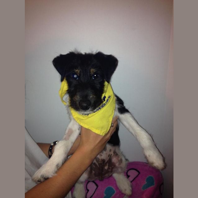 Photo of Podgy (On Trial 27/8/14)~ Fox Terrier Puppy