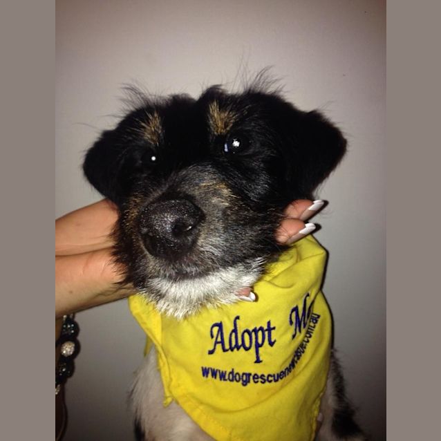 Photo of Podgy (On Trial 27/8/14)~ Fox Terrier Puppy