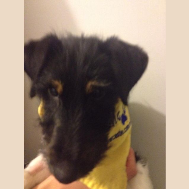 Photo of Podgy (On Trial 27/8/14)~ Fox Terrier Puppy
