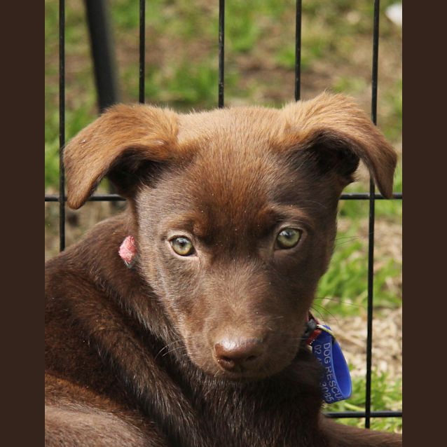 Photo of Puppy Harmony (On Hold, Yard Check  (26/8/14)