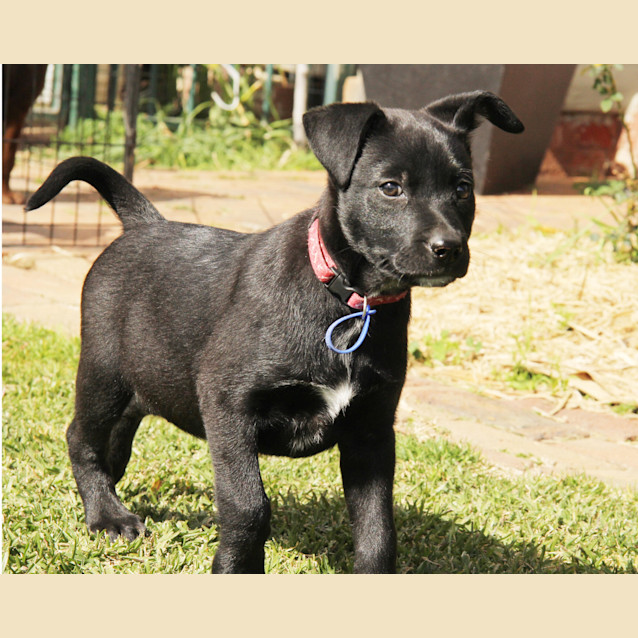 Photo of Puppy Cassidy (On Trial 25/8/14)