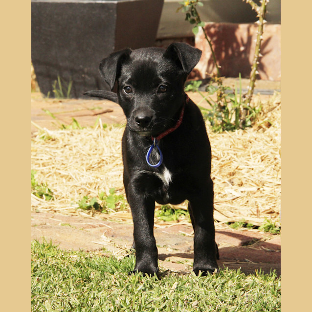 Photo of Puppy Cassidy (On Trial 25/8/14)