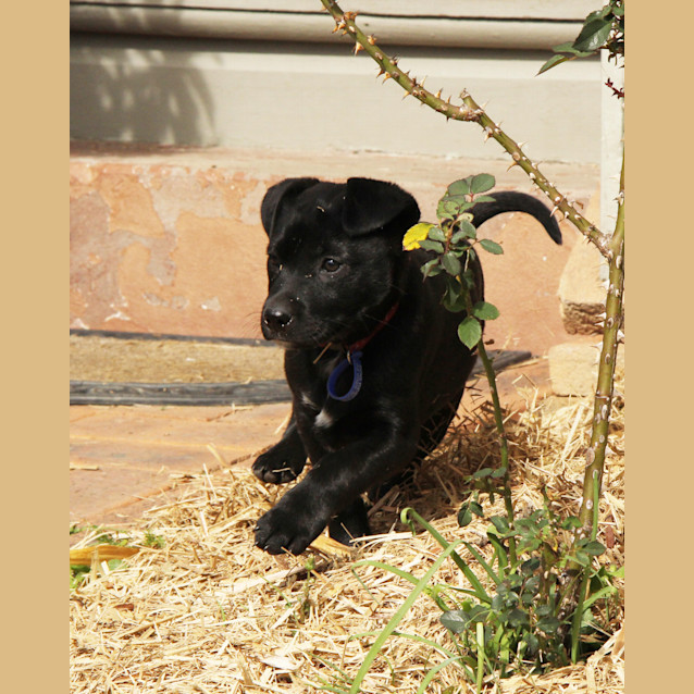 Photo of Puppy Cassidy (On Trial 25/8/14)