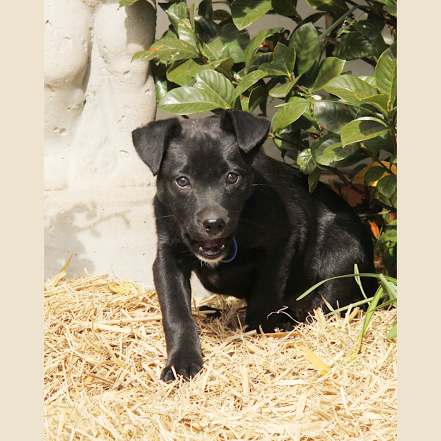 Photo of Puppy Cassidy (On Trial 25/8/14)