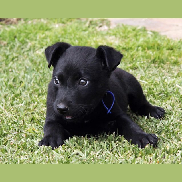 Photo of Mr Tangles (On Trial 19/9/14) ~ Lab X Kelpie Puppy
