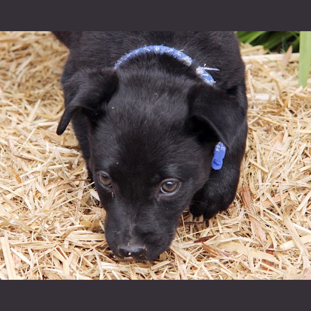 Photo of Mr Tangles (On Trial 19/9/14) ~ Lab X Kelpie Puppy