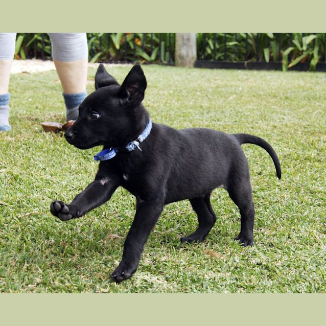 Photo of Mr Tangles (On Trial 19/9/14) ~ Lab X Kelpie Puppy