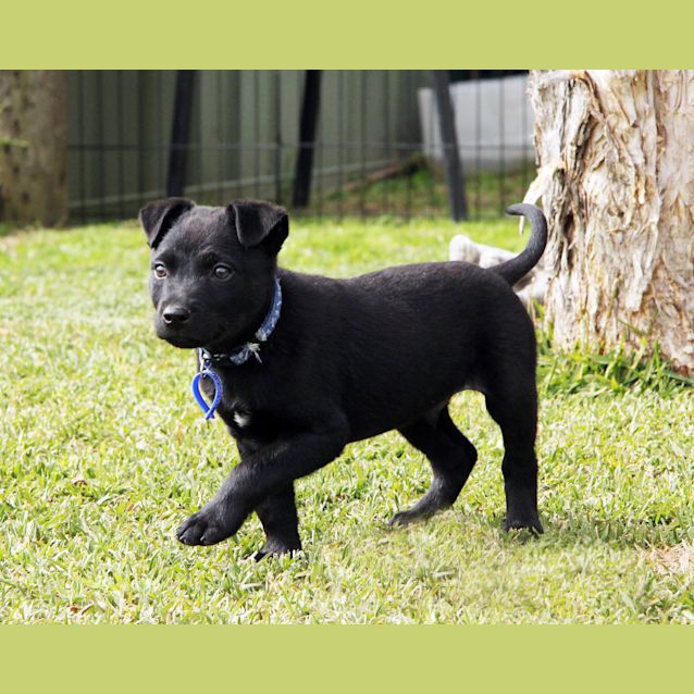 Photo of Mr Tangles (On Trial 19/9/14) ~ Lab X Kelpie Puppy