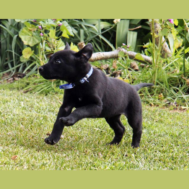 Photo of Mr Tangles (On Trial 19/9/14) ~ Lab X Kelpie Puppy