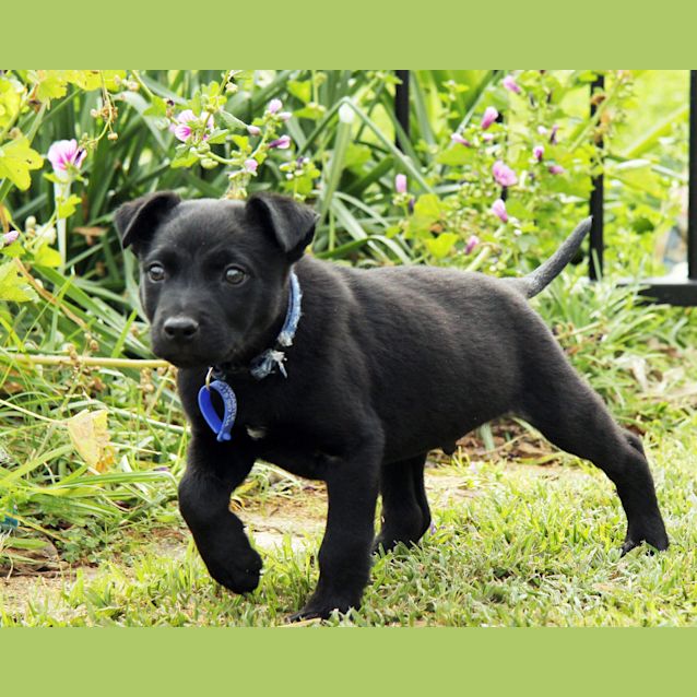Photo of Mr Tangles (On Trial 19/9/14) ~ Lab X Kelpie Puppy