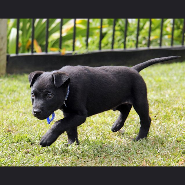 Photo of Mr Tangles (On Trial 19/9/14) ~ Lab X Kelpie Puppy