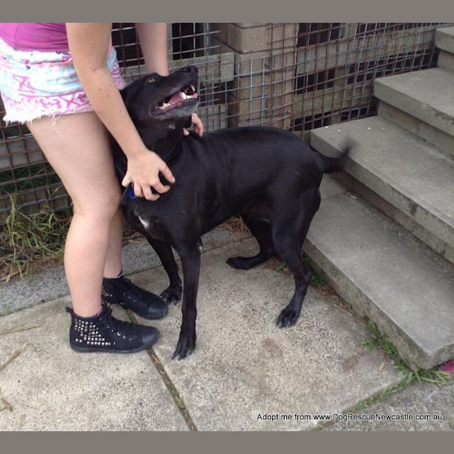 Photo of Cinda The Labrador (On Trial 30/8/14)