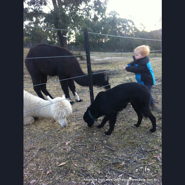 Photo of Missy (Adopted 21/10/14) Border Collie X Kelpie