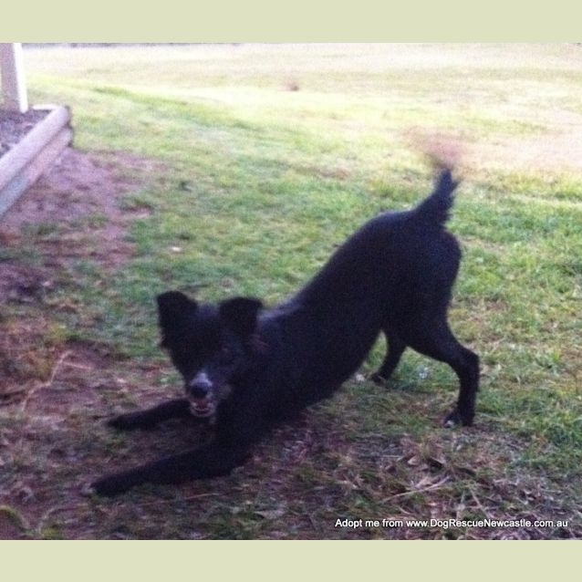 Photo of Missy (Adopted 21/10/14) Border Collie X Kelpie