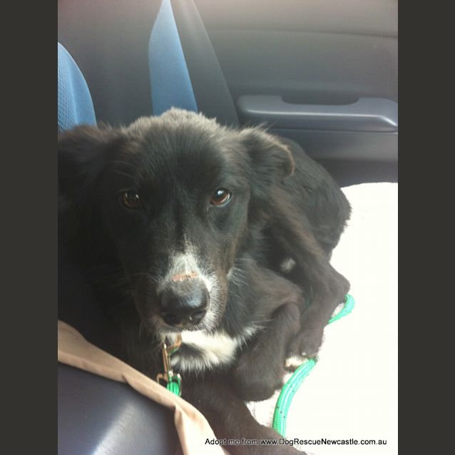 Photo of Missy (Adopted 21/10/14) Border Collie X Kelpie