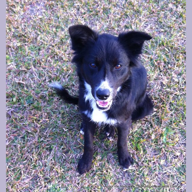 Photo of Missy (Adopted 21/10/14) Border Collie X Kelpie