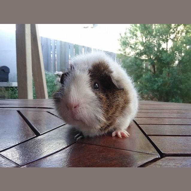 Photo of Silkybuns