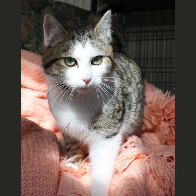 Photo of Denver (C739)