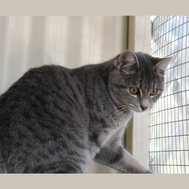 Photo of Tempest (C740)