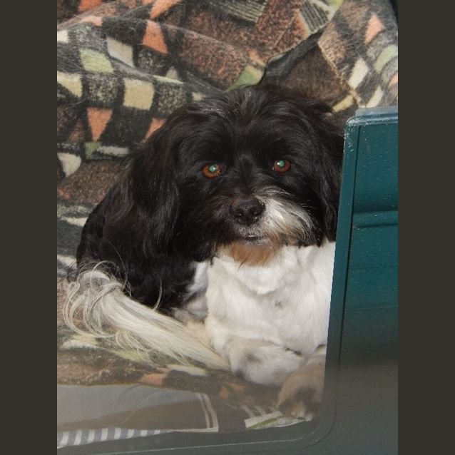 Photo of Cooper