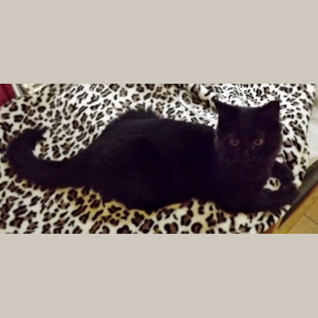 Photo of Toby