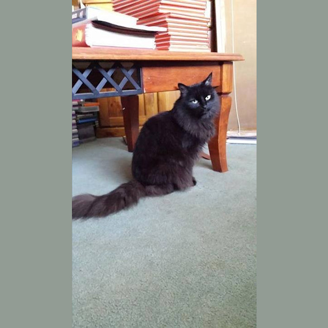 Photo of Izzy   Oriental Cross