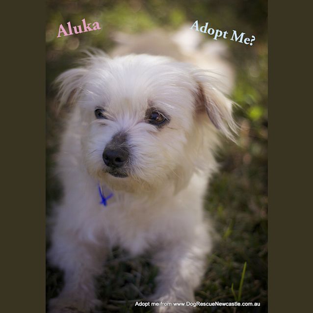 Photo of Aluka (On Trial 7/9/14) ~ Pretty Maltese