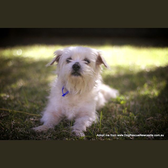 Photo of Aluka (On Trial 7/9/14) ~ Pretty Maltese