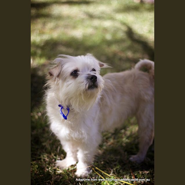 Photo of Aluka (On Trial 7/9/14) ~ Pretty Maltese